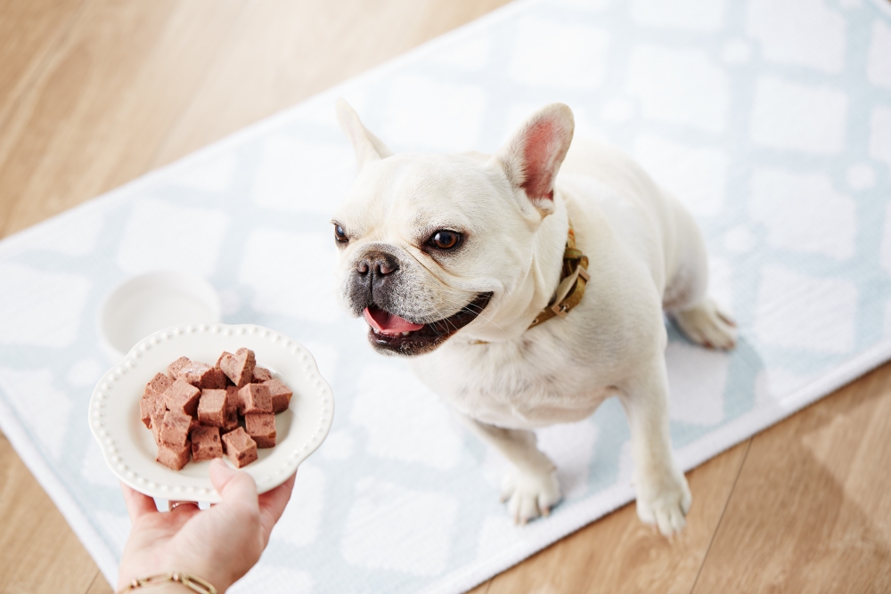 Bella Dog Food St. Louis Commercial Photographer Ashley Gieseking